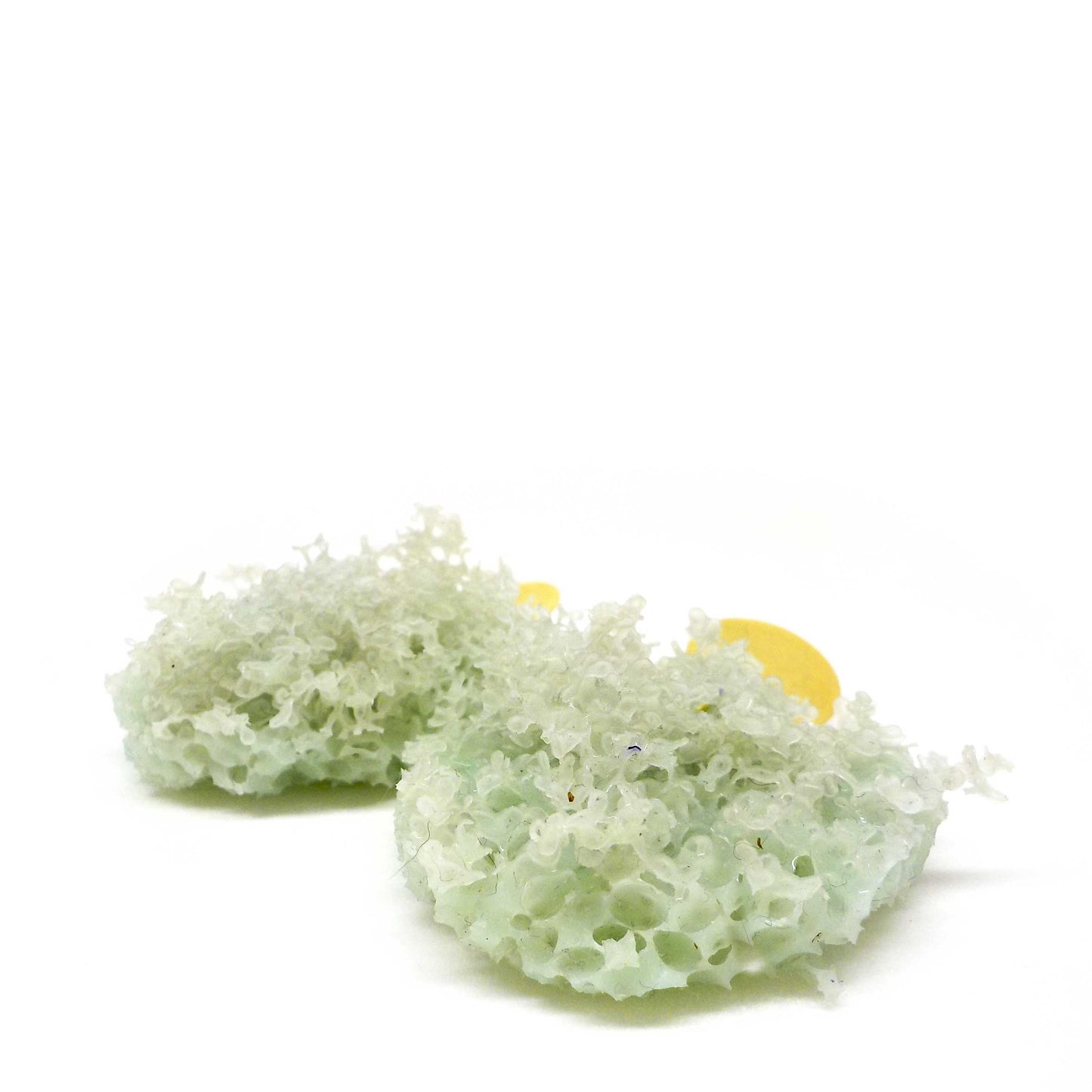 BIOPHILIA_BIO61